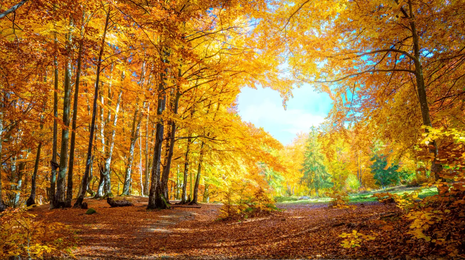 Herbstwald, in dessen goldenem Blätterdach sich ein herzförmiges Stück Himmel öffnet